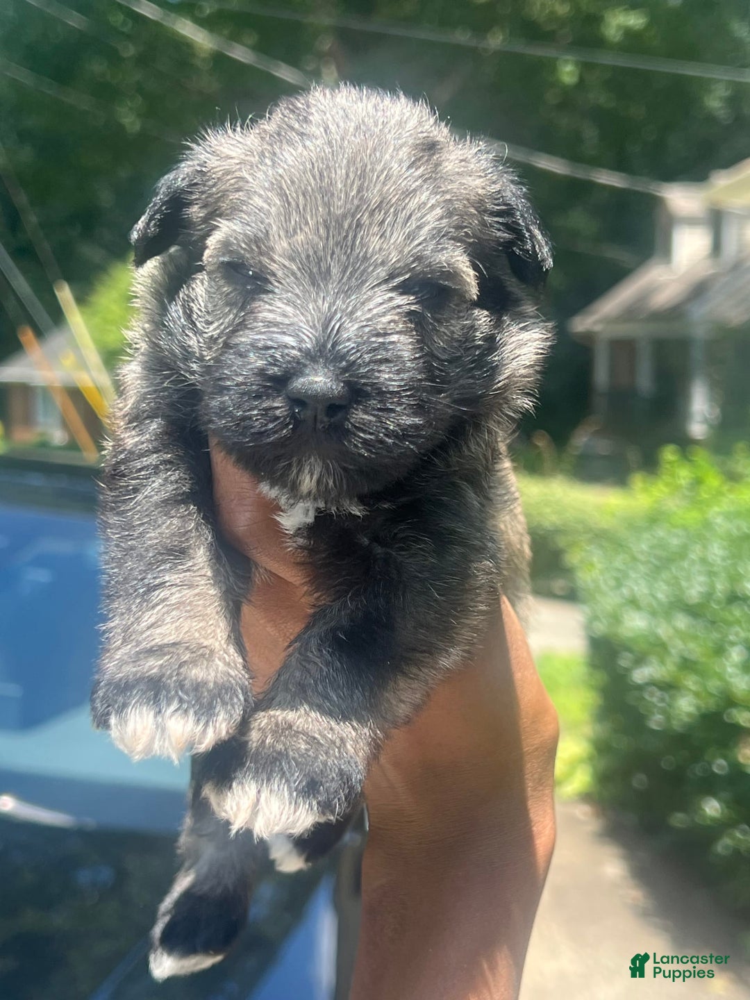 Miniature Schnauzer dogs for sale: Aqua - Image 1