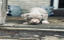 American Bully dogs for sale: Loc - Image 15