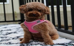 Toy Poodle dogs for sale: Eleanor - Image 31