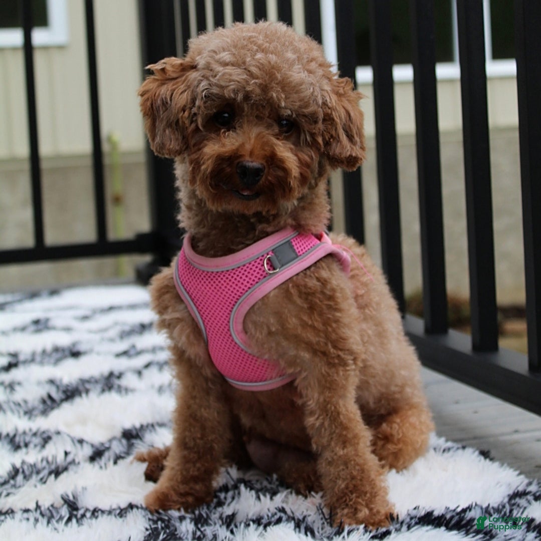 Toy Poodle dogs for sale: Eleanor - Image 31