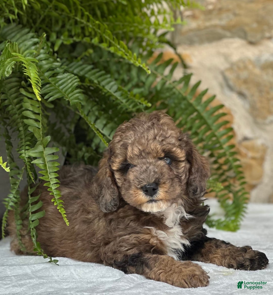 Mini Aussiedoodle dogs for sale: Rocco - Image 5