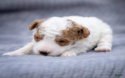 Toy Poodle dogs for sale: Cherry Sundae - Image 1