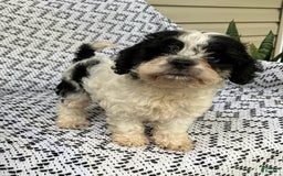 Cockapoo dogs for sale: Stella - Image 10