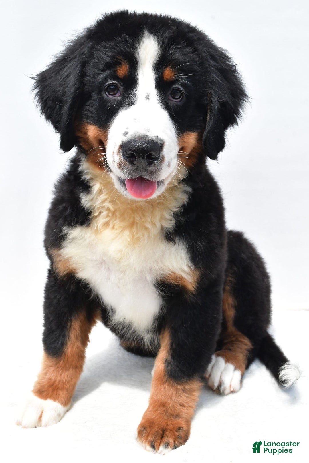 Bernese Mountain Dog dogs for sale: Kiwi - Image 1