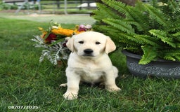 Goldador dogs for sale: Sterling - Image 4