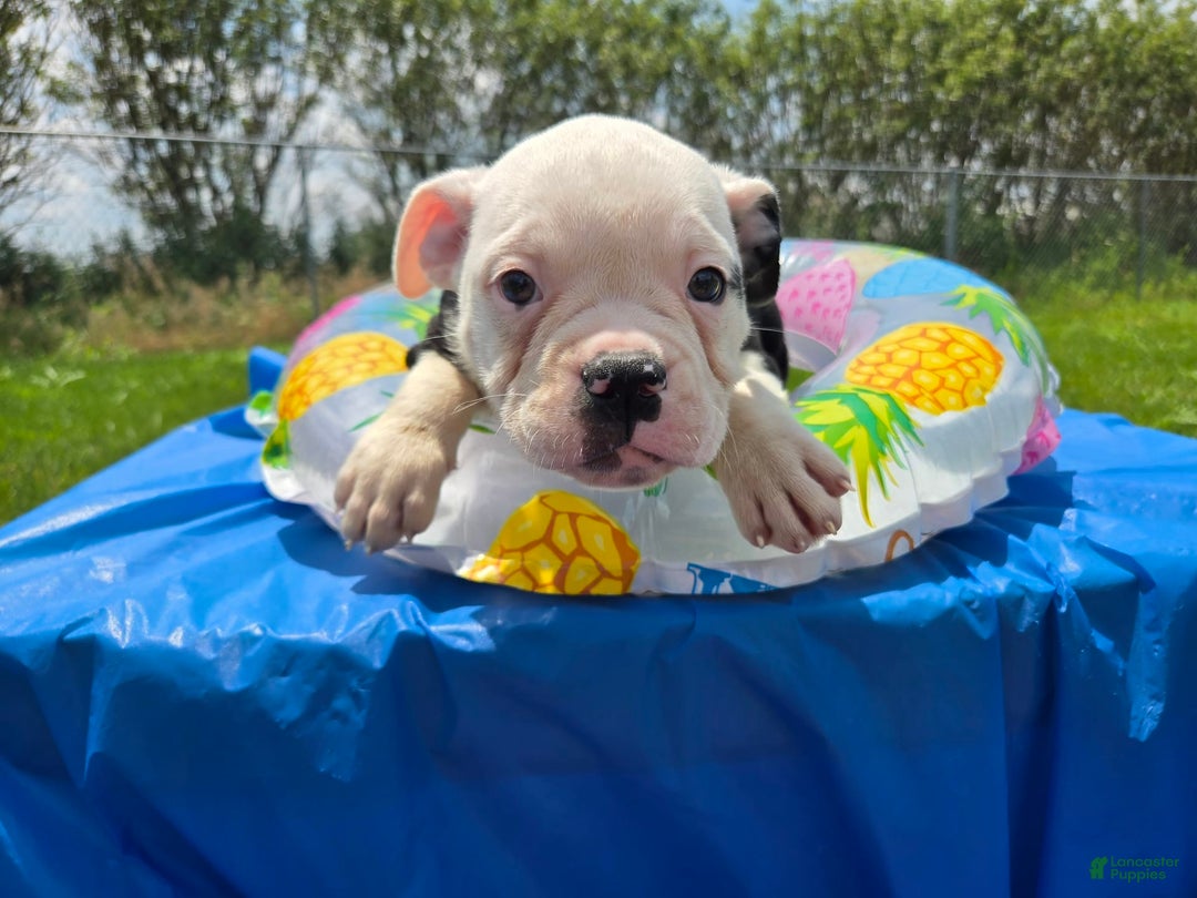 Olde English Bulldogge dogs for sale: Roger - Image 7