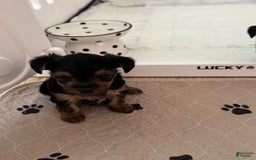 Yorkshire Terrier dogs for sale: Athena - Image 2
