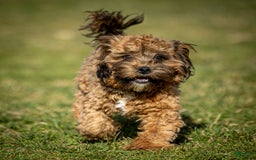 Shihpoo dogs for sale: Doc - Image 2