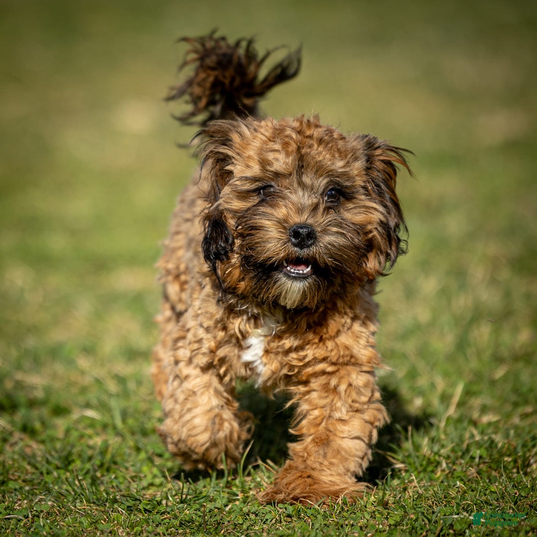 Shihpoo dogs for sale: Doc - Image 2