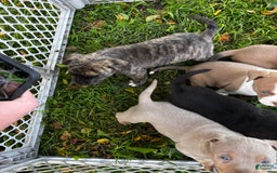American Pit Bull Terrier dogs for sale: Cali - Image 1