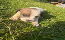 Jack Russell Terrier dogs for sale: Lexi - Image 2