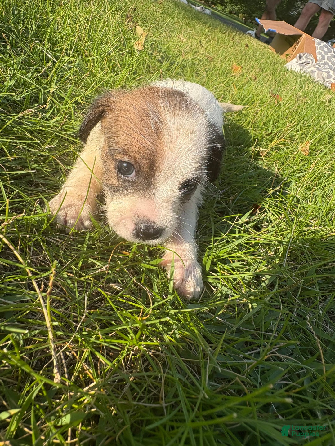 Jack Russell Terrier dogs for sale: Lexi - Image 2