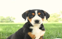 Greater Swiss Mountain Dog dogs for sale: Georgia - Image 2