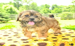 Shorkie dogs for sale: Ela - Image 5