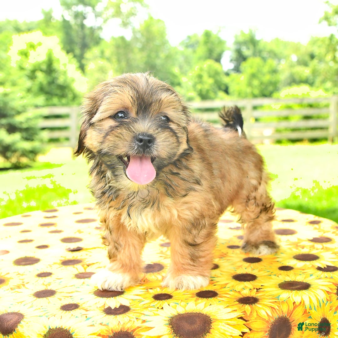 Shorkie dogs for sale: Ela - Image 5