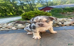 French Bulldog dogs for sale: Rambo - Image 9