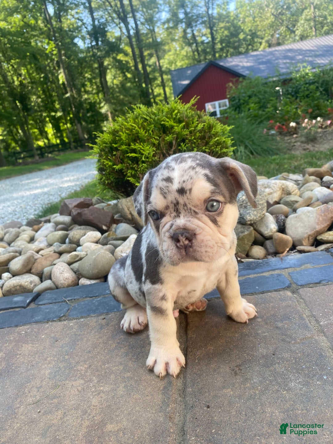 French Bulldog dogs for sale: Rambo - Image 9