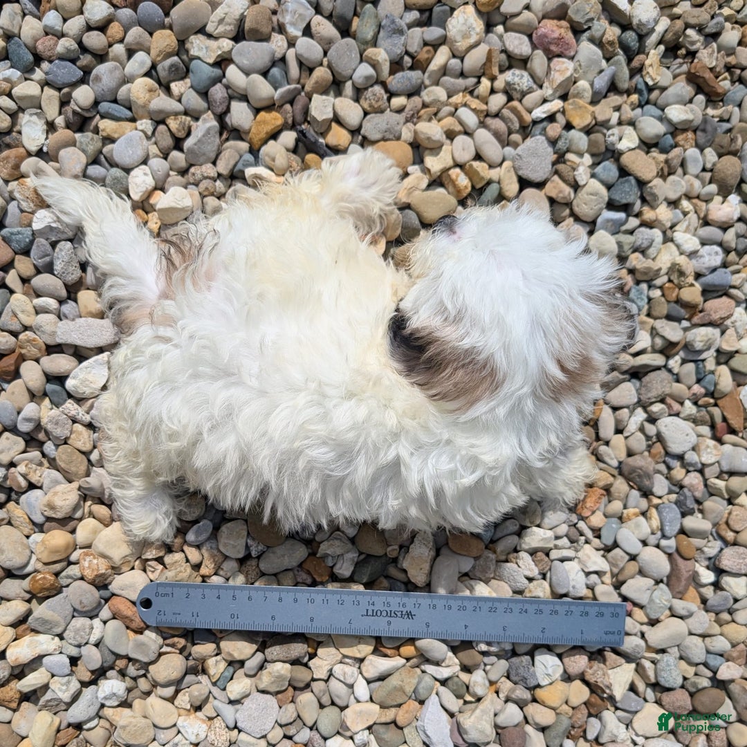 Teddy Bear dogs for sale: Custard - Image 14