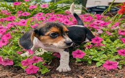 Beagle dogs for sale: Amarena - Image 8