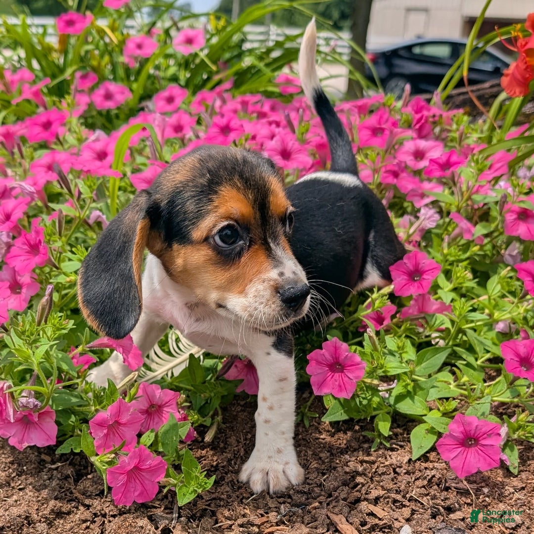 Beagle dogs for sale: Amarena - Image 8