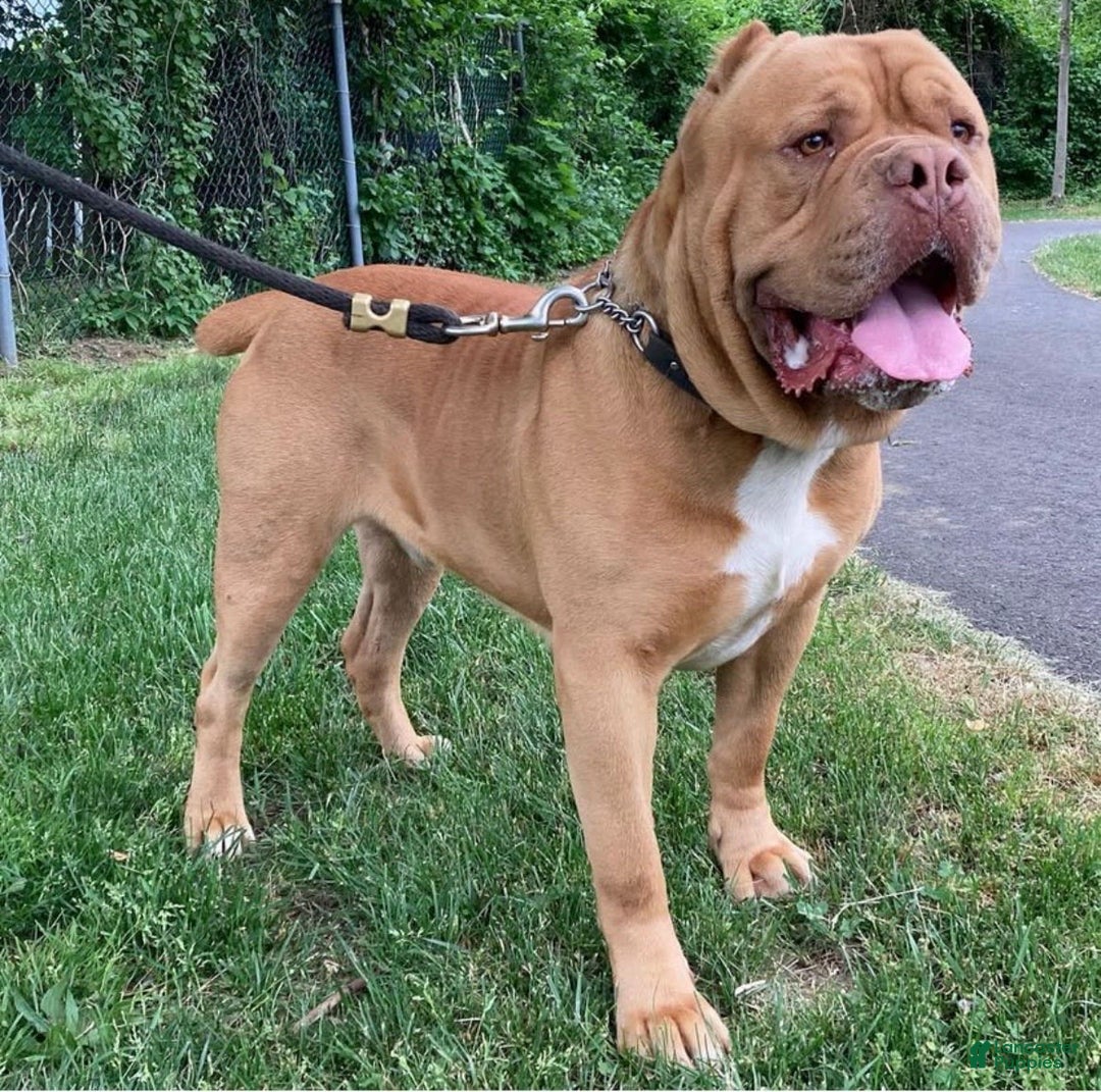 Presa Canario dogs for sale: Ferrari - Image 9