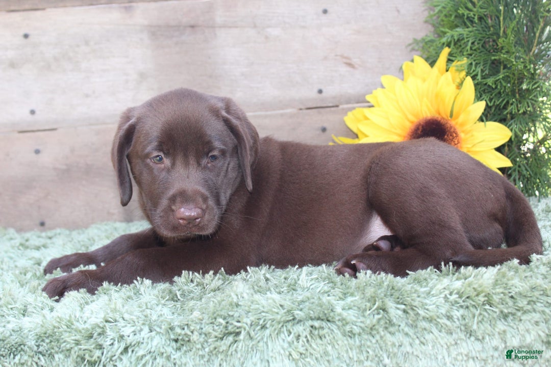 Labrador Retriever dogs for sale: Prince - Image 3
