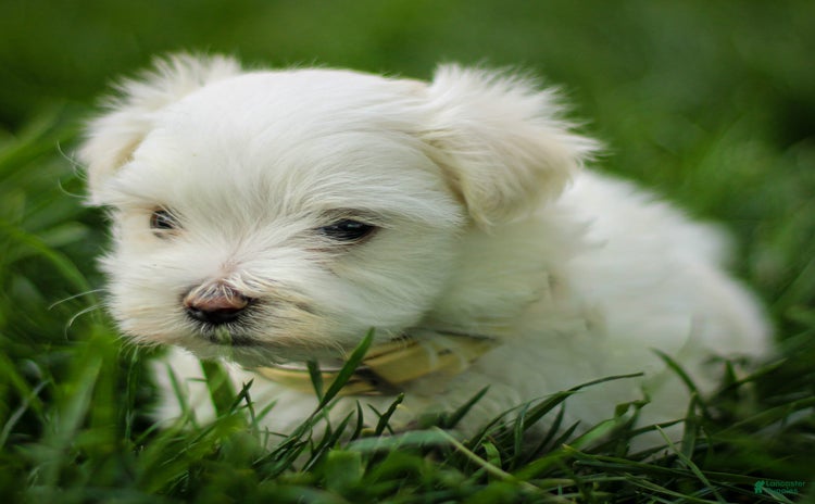 Maltese dogs for sale - Ad 3