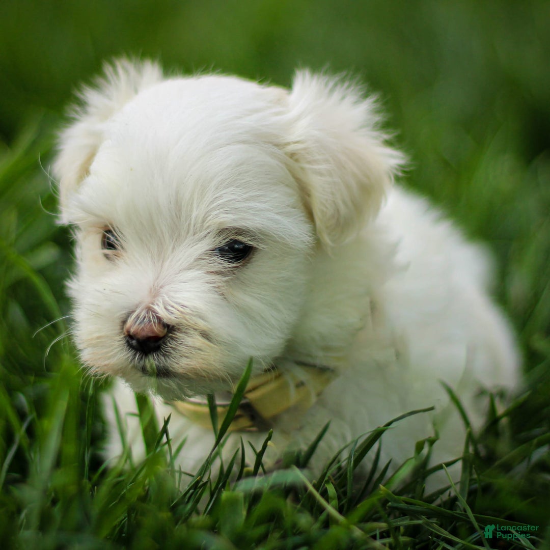 Maltese dogs for sale: Ash - Image 1
