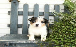 Welsh Corgi Pembroke dogs for sale: Jasper - Image 3