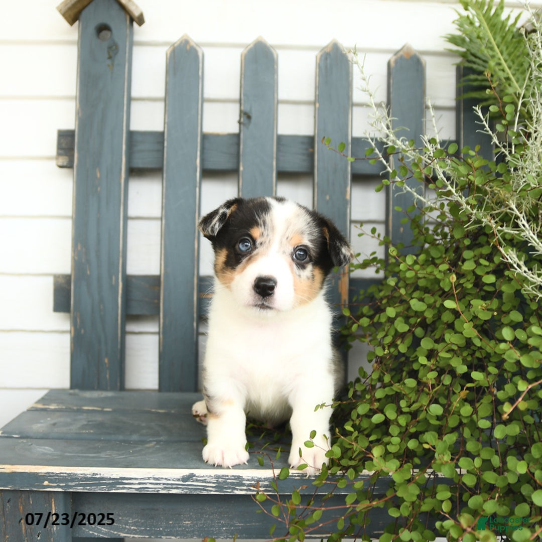 Welsh Corgi Pembroke dogs for sale: Jasper - Image 3