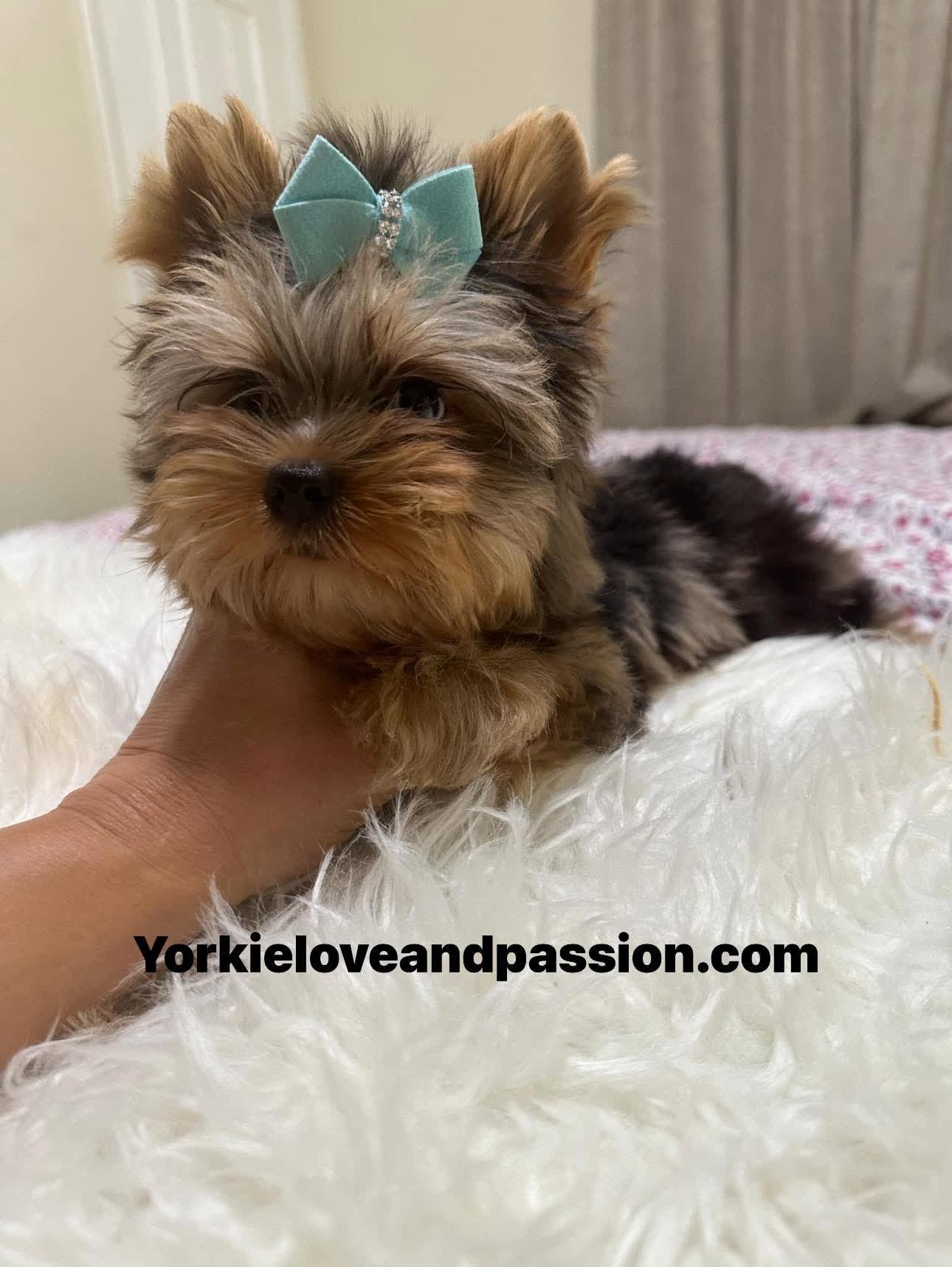 Yorkshire Terrier dogs for sale: Yorkshire Terrier 5 puppies - Image 6