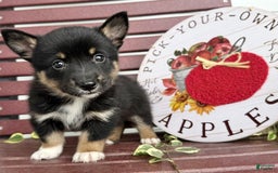 Shiba Inu dogs for sale: Emery - Image 4