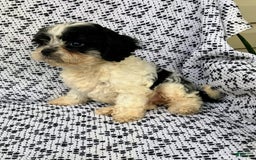 Cockapoo dogs for sale: Stella - Image 11