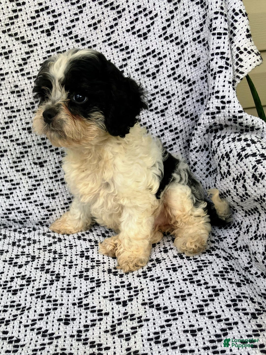 Cockapoo dogs for sale: Stella - Image 11