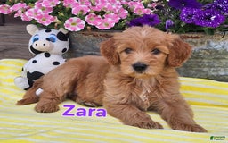 Goldendoodle dogs for sale: Zara - Image 1