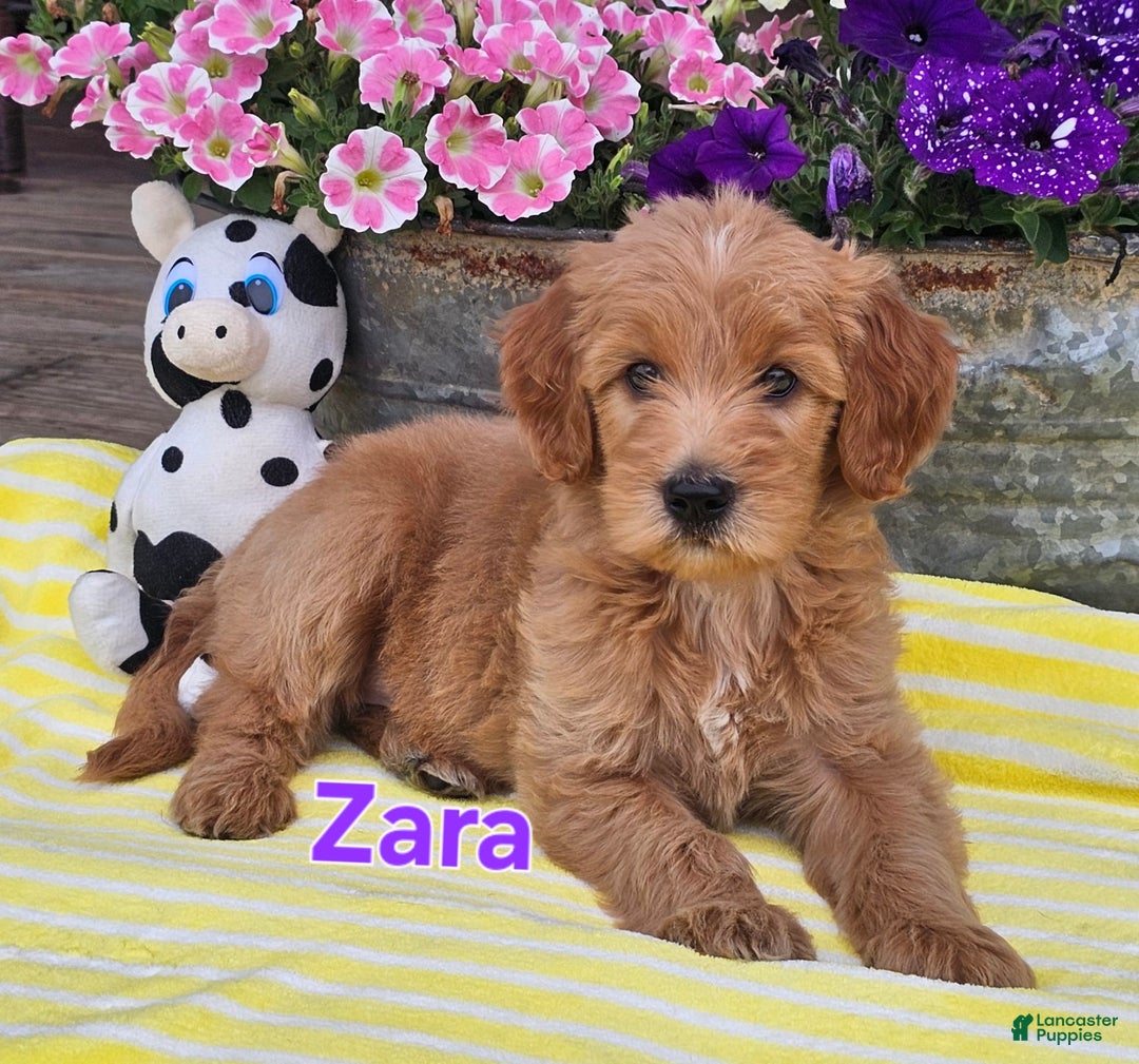 Goldendoodle dogs for sale: Zara - Image 1