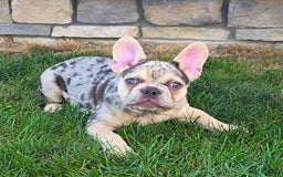 French Bulldog dogs for sale: Carrie - Image 9