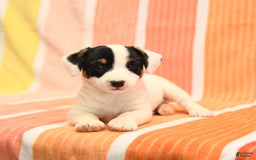 Jack Russell Terrier dogs for sale: Lynn - Image 4