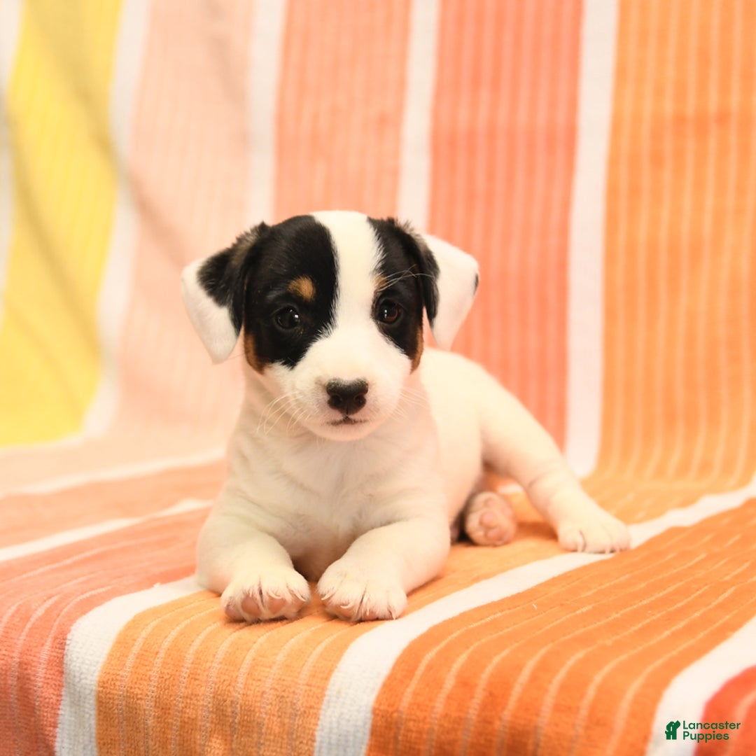 Jack Russell Terrier dogs for sale: Lynn - Image 4