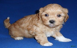 Shihpoo dogs for sale: Shih-Poo 4 puppies - Image 3