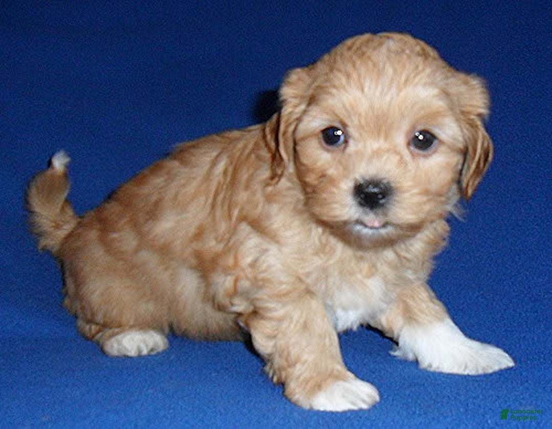 Shihpoo dogs for sale: Shih-Poo 4 puppies - Image 3