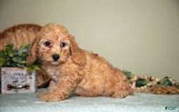 Cavapoo dogs for sale: Glenda - Image 2