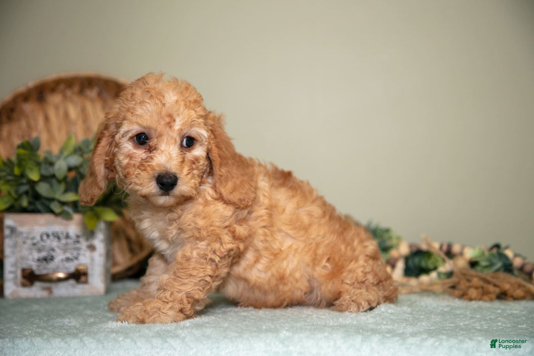 Cavapoo dogs for sale: Glenda - Image 2
