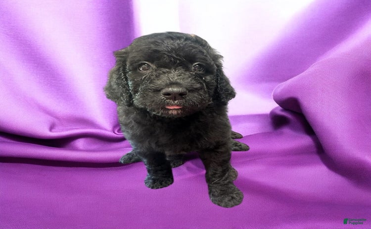 Labradoodle dogs for sale - Ad 3