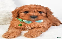 Cavapoo dogs for sale: Gabrielle - Image 5