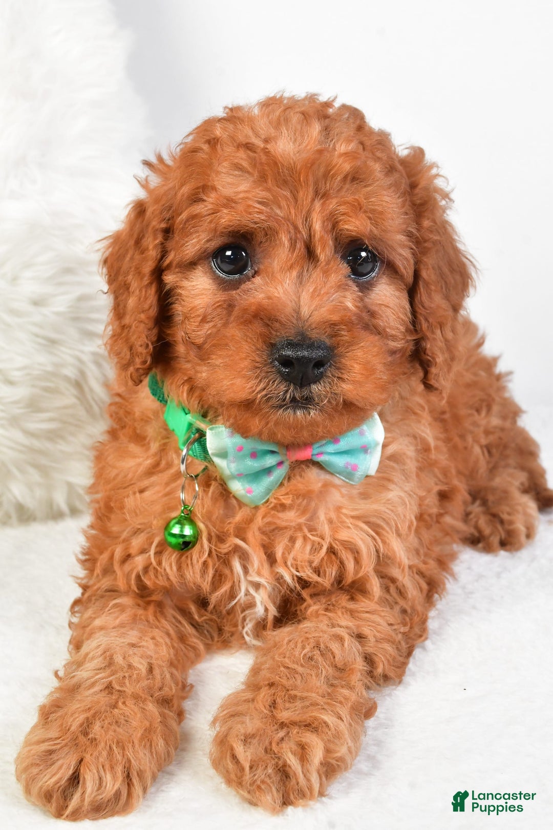 Cavapoo dogs for sale: Gabrielle - Image 5