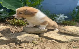 Welsh Corgi Pembroke dogs for sale: Pippy - Image 5
