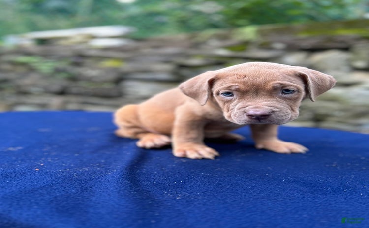 American Bully dogs for sale - Ad 3