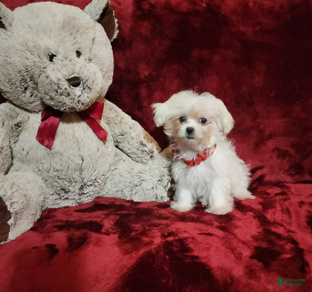 Malshi dogs for sale: Lacey - Image 8