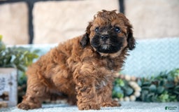 Shihpoo dogs for sale: Leo - Image 1